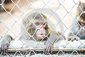 Pigtail Macaque monkey in cage