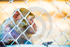 Pigtail Macaque monkey in cage