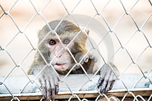 Pigtail Macaque monkey in cage