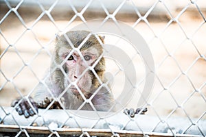 Pigtail Macaque monkey in cage