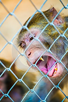 Pigtail Macaque monkey in cage