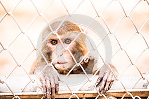 Pigtail Macaque monkey in cage