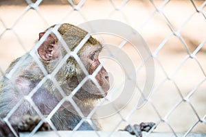 Pigtail Macaque monkey in cage