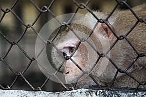 Pigtail macaque monkey is stress and lonely