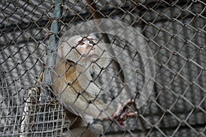 Pigtail macaque monkey is stress and lonely