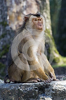 Pigtailed macaque