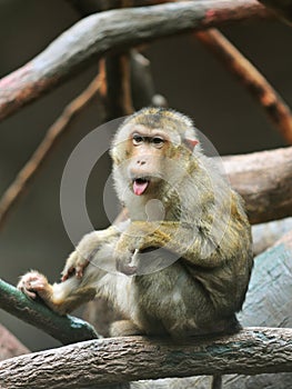 Pigtailed Macaque (Macaca nemestrina)