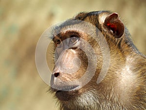Pigtailed macaque photo