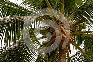 Pigtailed macaque sits in tree on top of cluster of coconuts on Ko Samui Island, Thailand