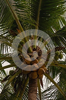 Pigtailed macaque sits in tree on top of cluster of coconuts on Ko Samui Island, Thailand
