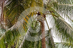 Pigtailed macaque sits in tree on top of cluster of coconuts on Ko Samui Island, Thailand photo