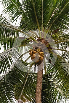 Pigtailed macaque stands in tree on top of cluster of coconuts on Ko Samui Island, Thailand