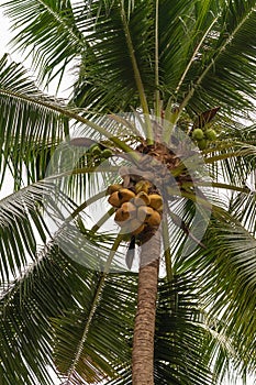 Pigtailed macaque stands in tree on top of cluster of coconuts on Ko Samui Island, Thailand photo