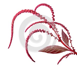 Pigweed or amaranthus plant with flowers