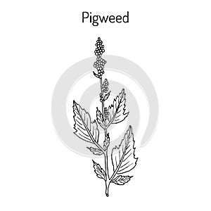 Pigweed chenopodium album , medicinal plant