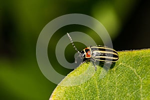 Pigweed Flea Beetle