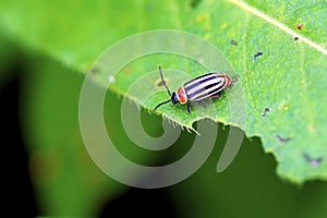 Pigweed Flea Beetle   42025 photo