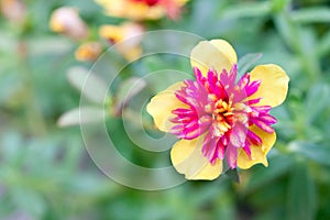 Pigweed flower