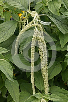 Pigweed growing in a Parisian garden