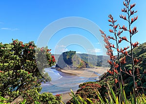 Piha Beach, Lion Rock and pohutukawa tree flowering in December, New Zealand photo