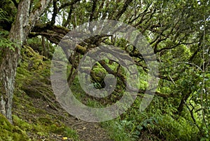 Pihea Trail, Kauai Hawaii, Kokee Park Trail