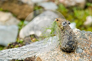 Pika photo