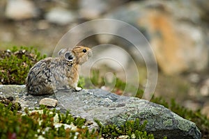 Pika