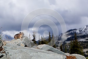 Pika photo