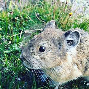 Pika