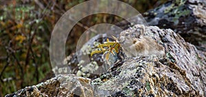 Pika