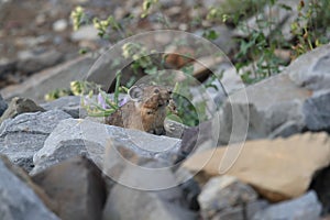 Pika  Glacier NP Montana USA