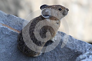 Pika  Glacier NP Montana USA