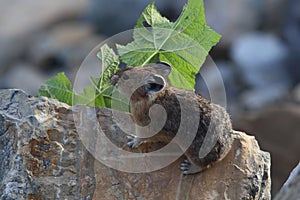 Pika  Glacier NP Montana USA