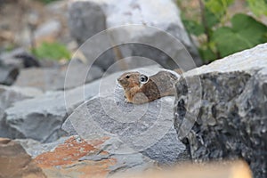 Pika  Glacier NP Montana USA