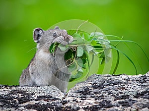 Pika With Grass