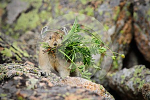 pika with grass in mouth in forest trees photo