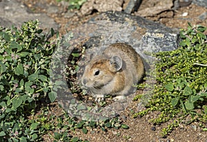 Pika Grass Rodent Mongolia