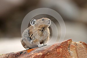 Pika - Jasper National Park, Alberta