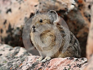 Pika - Jasper National Park, Alberta, Canada photo