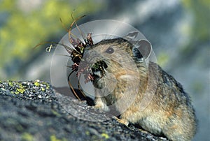 Pika with Mouthful