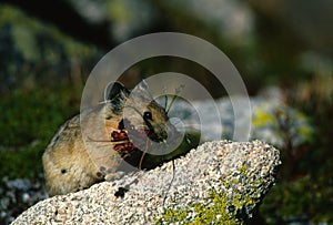 Pika with Mouthful of Grass