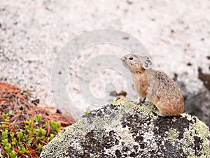 Pika (Ochotona Alpina) photo