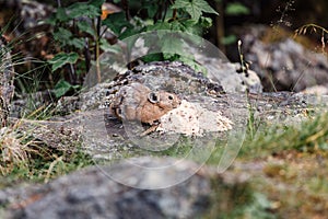 Pika Ochotona alpina is a small cute Mammals