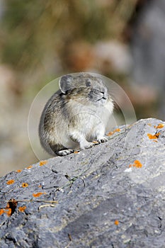 Pika on Rock