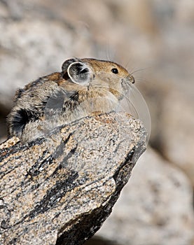 Pika on a Rock in Rocky Mountain National Park photo