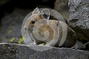 Pika in the rocks