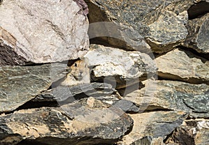 Pika Rodent Mongolia