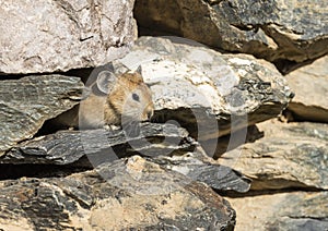 Pika Rodent Stones Mongolia