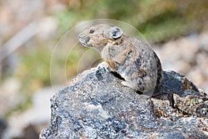 Pika sitting on rock