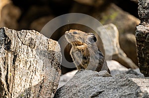 Pika Sniffs at the Ear While Paused in a Boulder Field